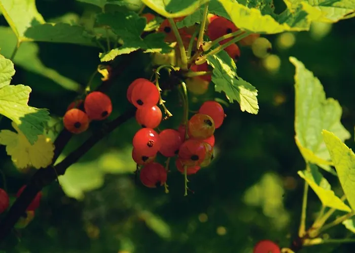 Jagdhof Ramsau am Dachstein